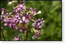 Ochlodes sylvanus Groot dikkopje vlinder vlinders nederland insect insecten lepidoptera rups dagvlinder nachtvlinder mot motten pop larve